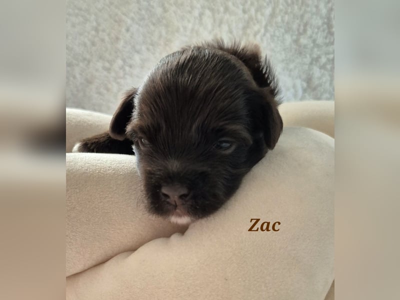 Havaneser Welpen in rot und schoko mit Ahnentafel