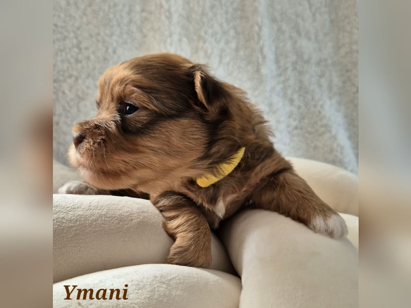 Havaneser Welpen in rot und schoko mit Ahnentafel