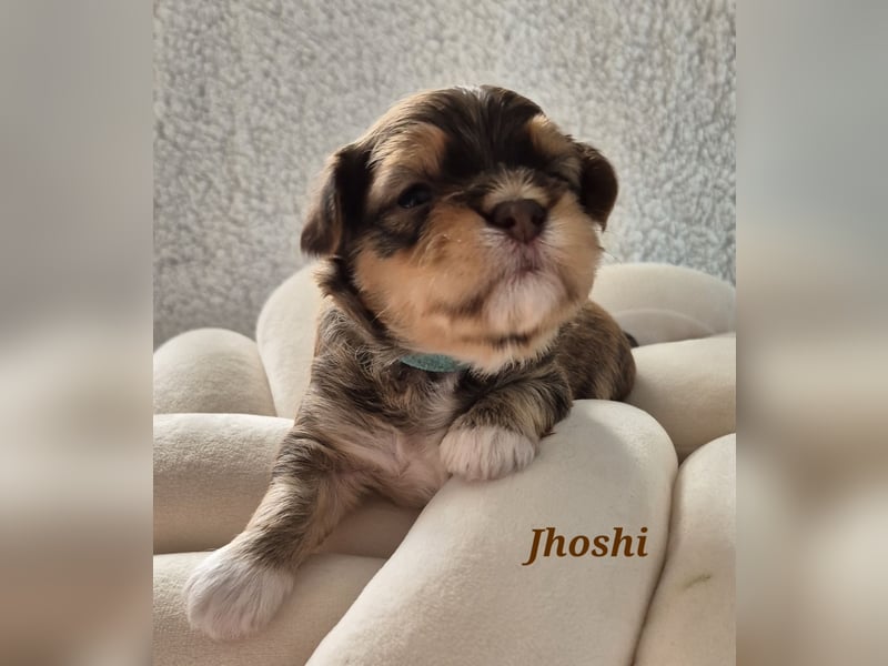 Havaneser Welpen in rot und schoko mit Ahnentafel