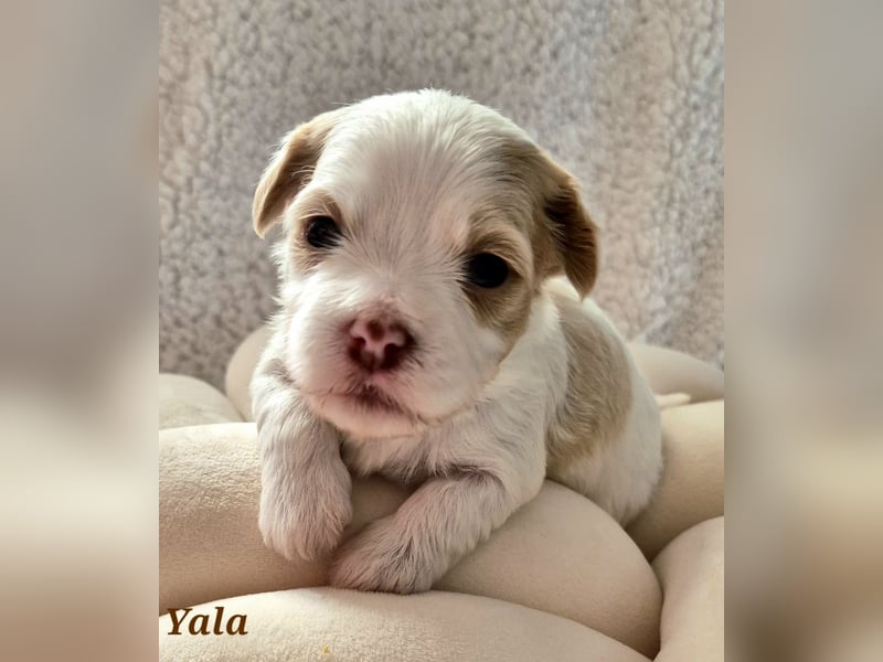Havaneser Welpen in rot und schoko mit Ahnentafel