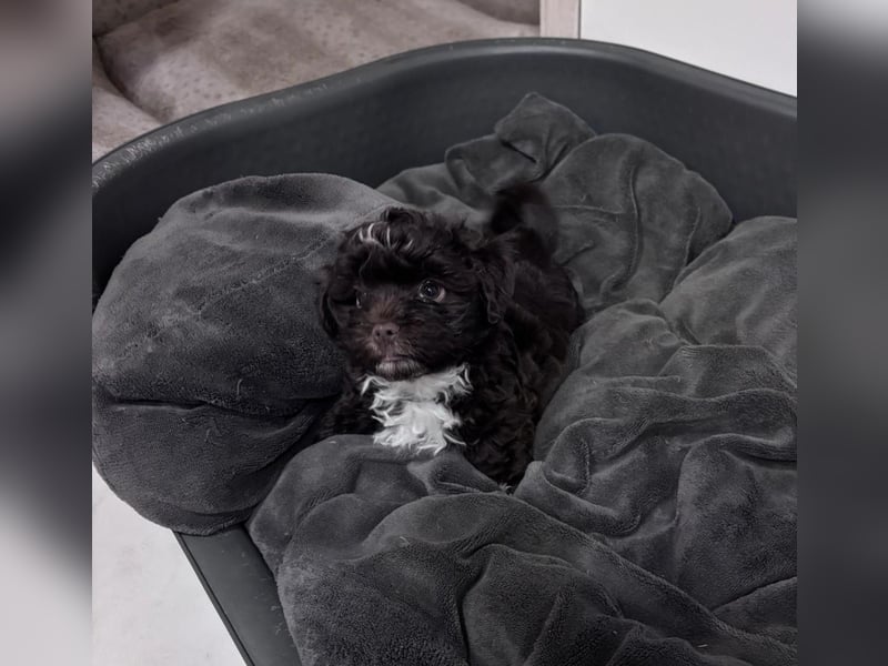 Havaneser Welpen mit Ahnentafel