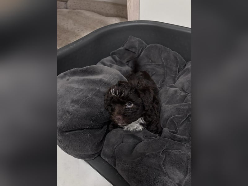 Havaneser Welpen mit Ahnentafel