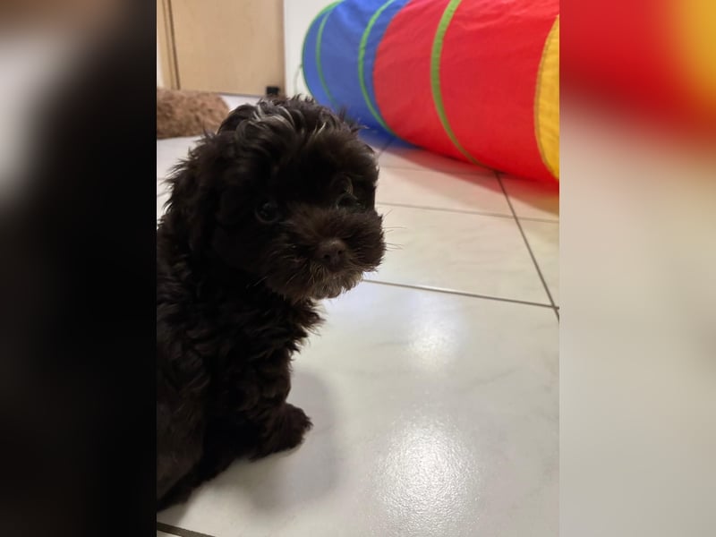 Havaneser Welpen mit Ahnentafel