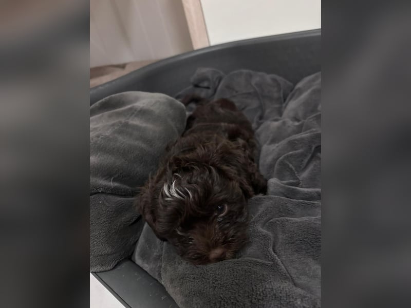 Havaneser Welpen mit Ahnentafel