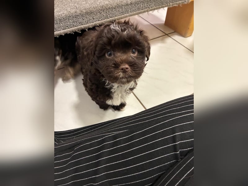 Havaneser Welpen mit Ahnentafel