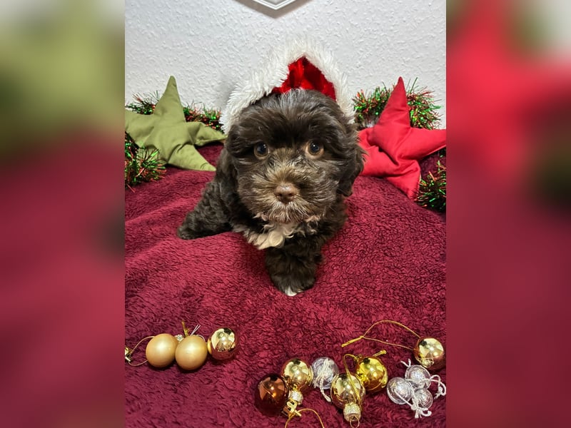 Havaneser Welpen mit Ahnentafel