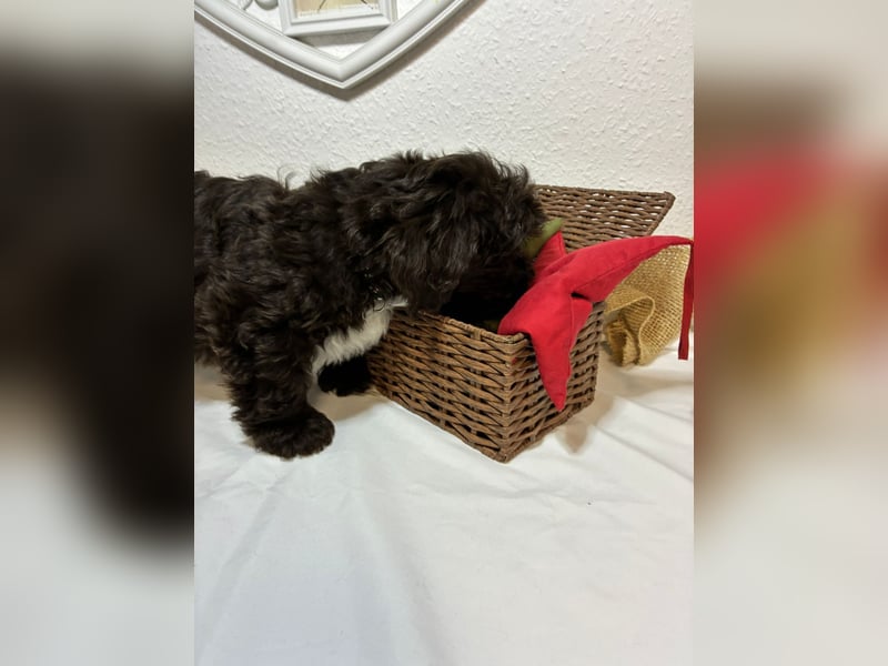 Havaneser Welpen mit Ahnentafel