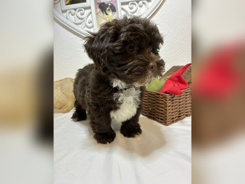 Havaneser Welpen mit Ahnentafel