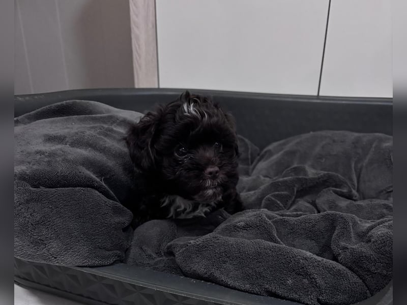 Havaneser Welpen mit Ahnentafel