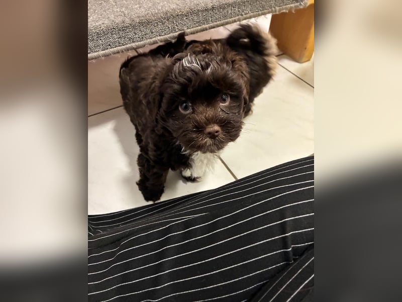 Havaneser Welpen mit Ahnentafel