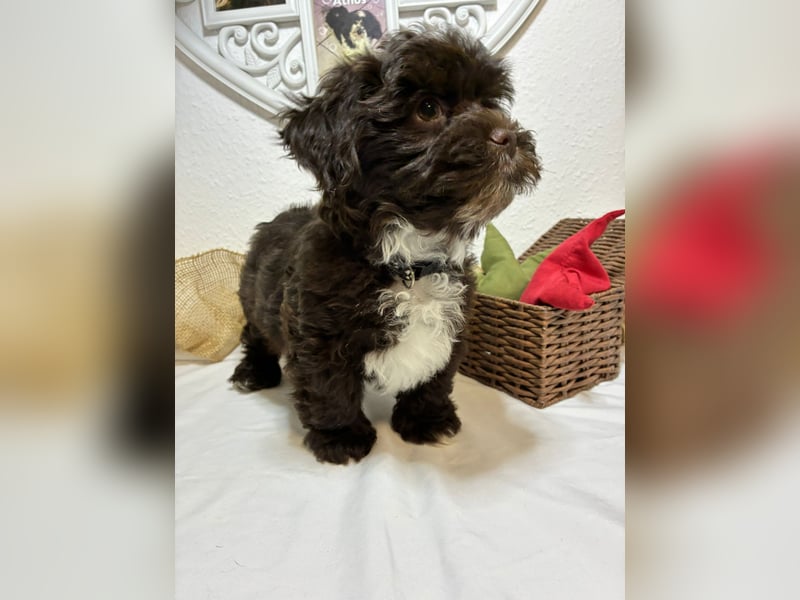 Havaneser Welpen mit Ahnentafel