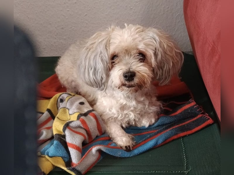 Liebevolle Havaneser Hündin Coco sucht ein neues Zuhause