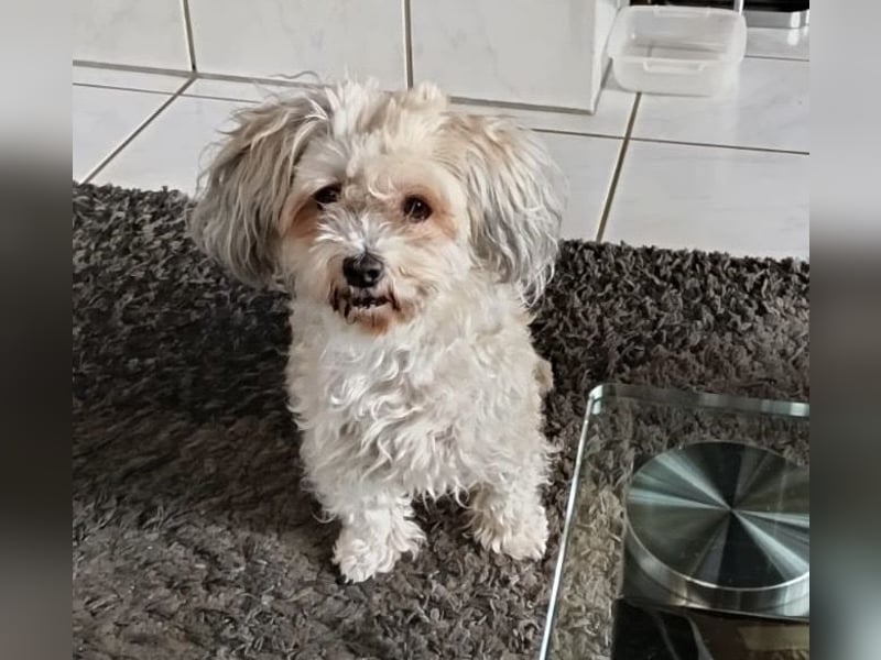 Liebevolle Havaneser Hündin Coco sucht ein neues Zuhause