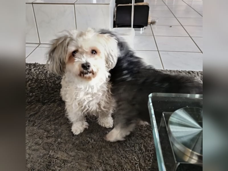 Liebevolle Havaneser Hündin Coco sucht ein neues Zuhause