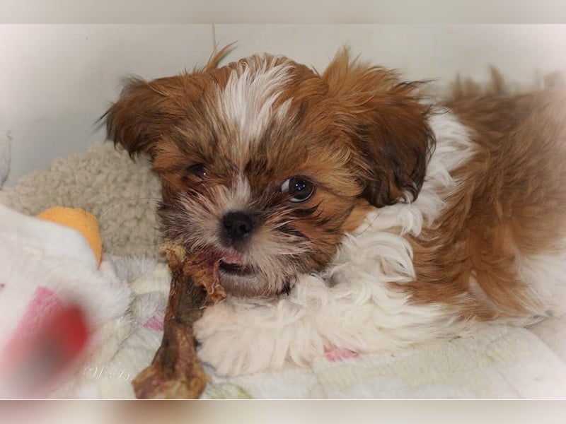 Havaneser Shih Tzu Mix Welpen dürfen ausziehen Oreo und Pepsi
