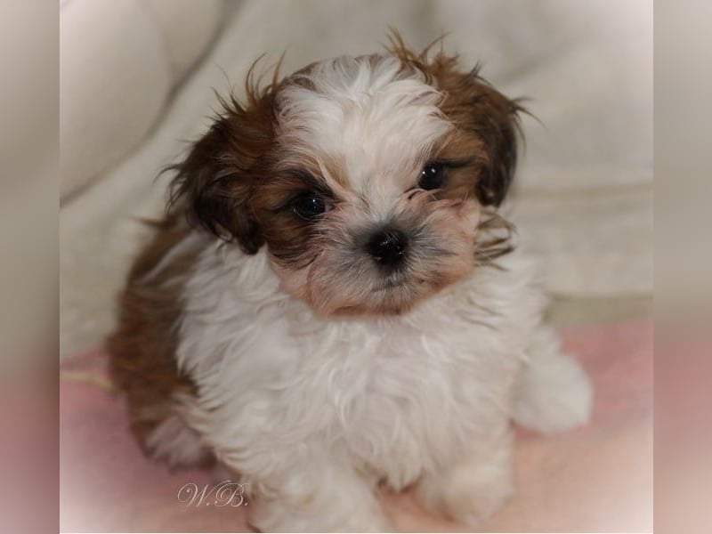 Havaneser Shih Tzu Mix Welpen dürfen ausziehen Oreo und Pepsi