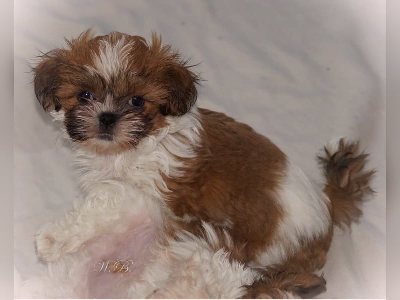 Havaneser Shih Tzu Mix Welpen dürfen ausziehen Oreo und Pepsi