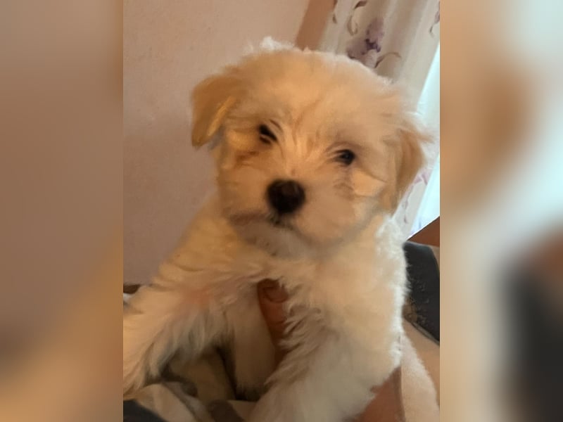 Havanese Maltese Welpen