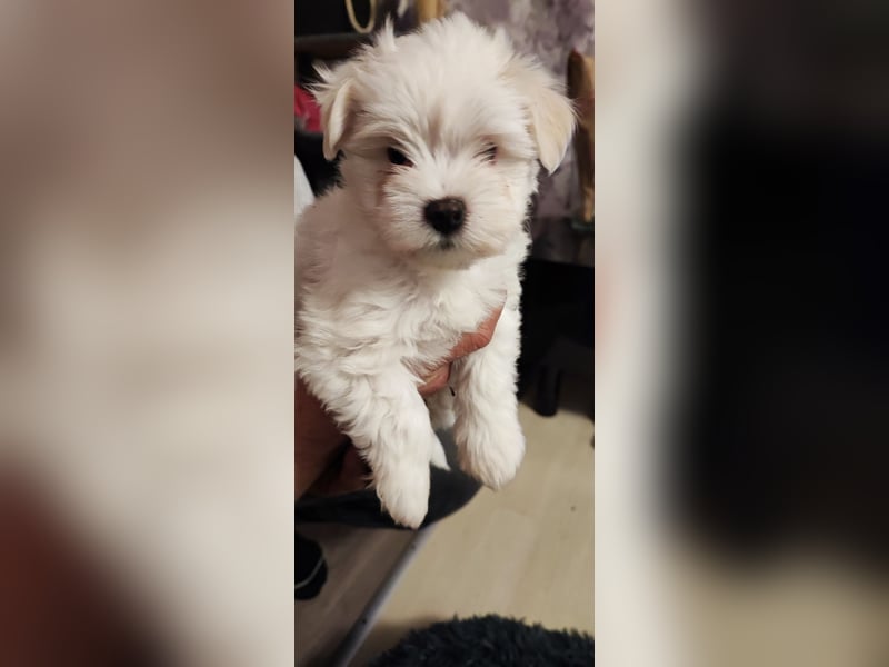 Havanese Maltese Welpen