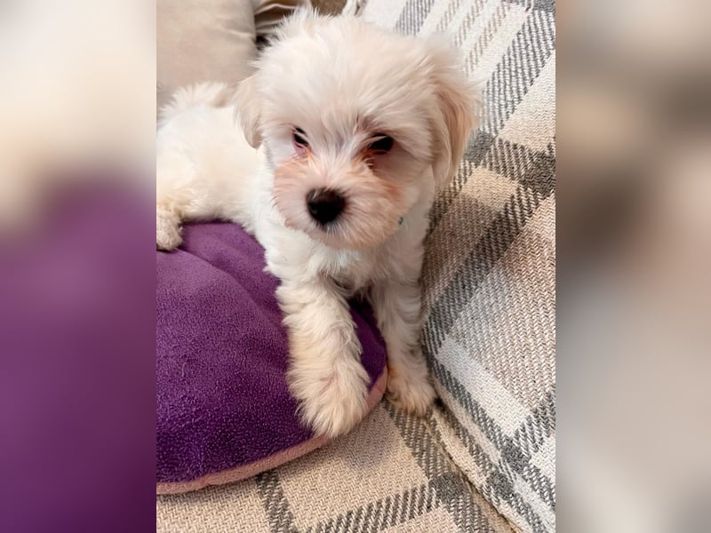 Havanese Maltese Welpen