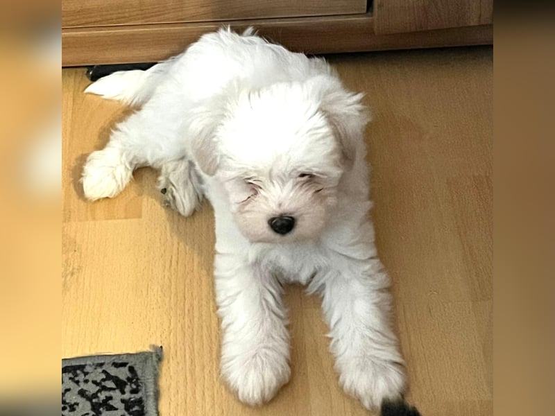 Havanese Maltese Welpen