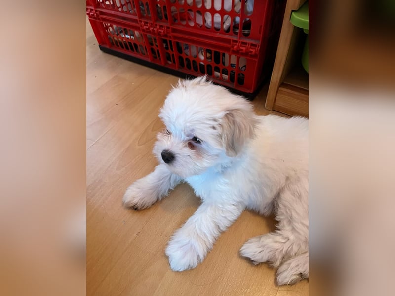 Havanese Maltese Welpen