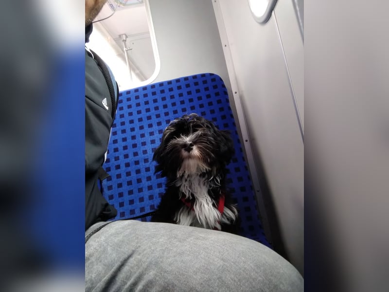 Deckrüde mit Erfahrung