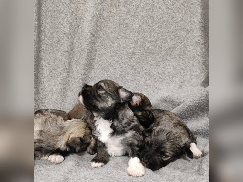 Zum Verkauf stehen wunderschöne, registrierte Bichon Havaneser Welpen!