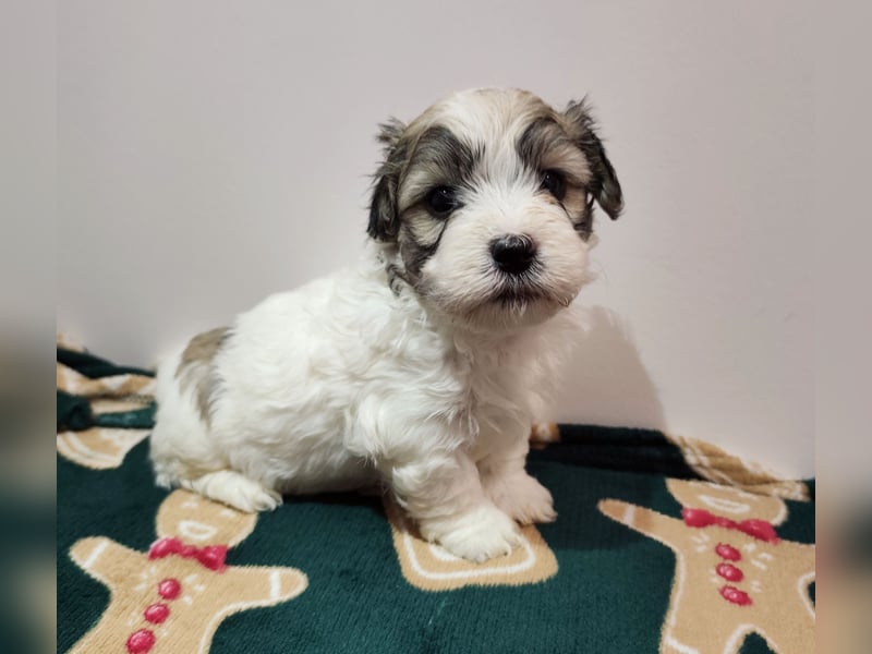 Zum Verkauf stehen wunderschöne, registrierte Bichon Havaneser Welpen!