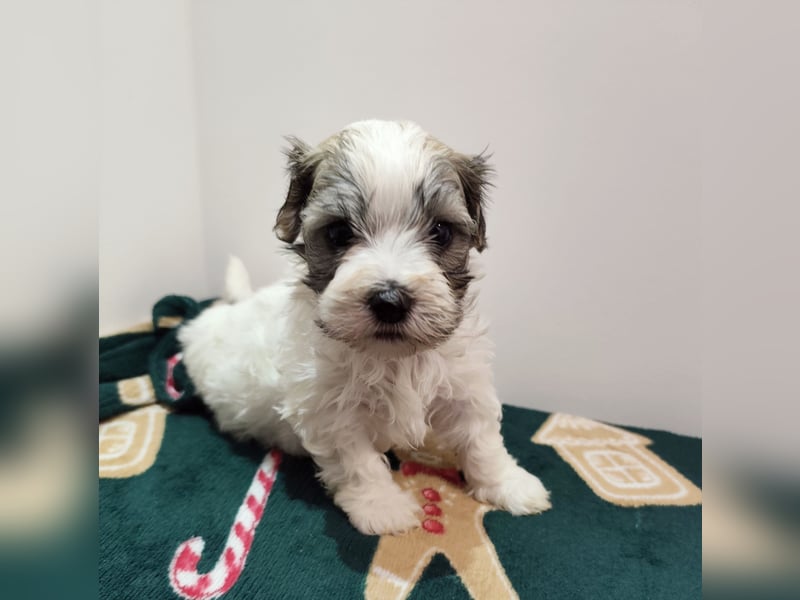 Zum Verkauf stehen wunderschöne, registrierte Bichon Havaneser Welpen!