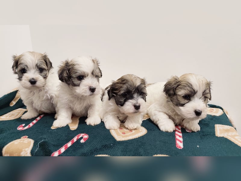 Zum Verkauf stehen wunderschöne, registrierte Bichon Havaneser Welpen!
