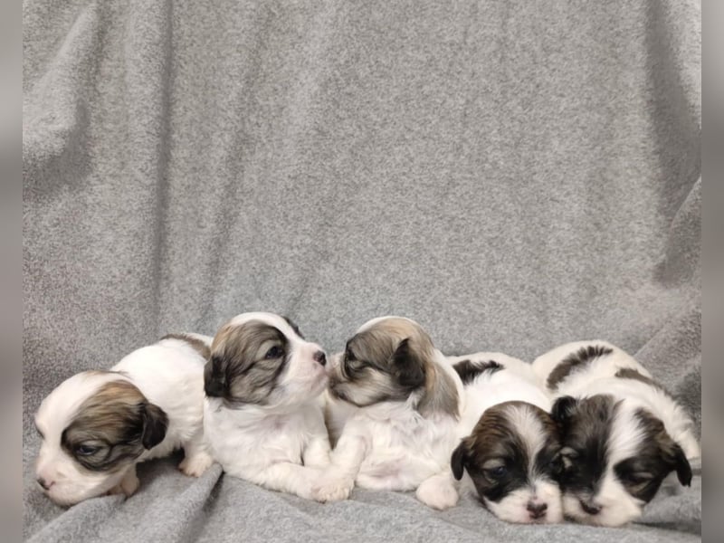 Zum Verkauf stehen wunderschöne, registrierte Bichon Havaneser Welpen!
