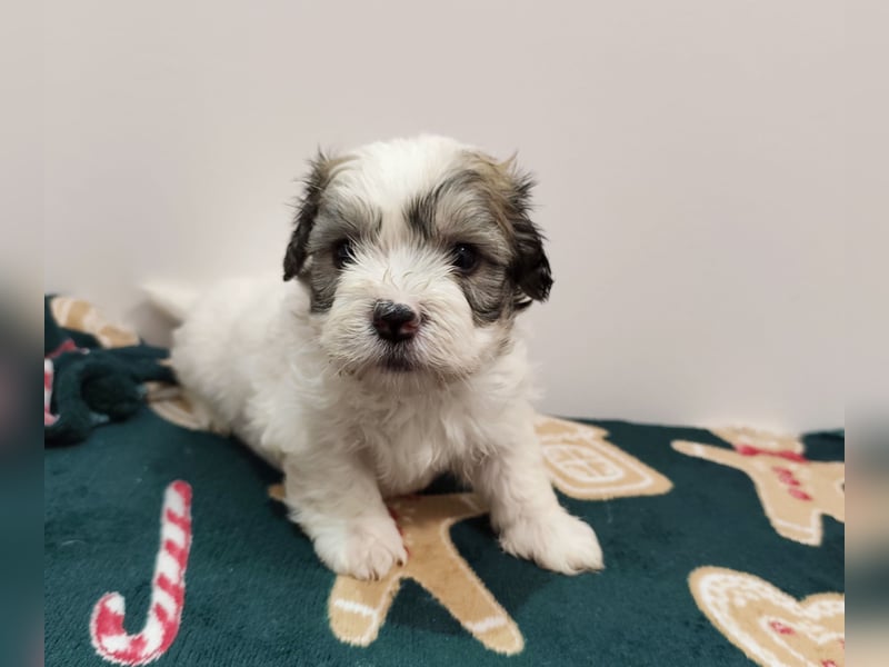 Zum Verkauf stehen wunderschöne, registrierte Bichon Havaneser Welpen!