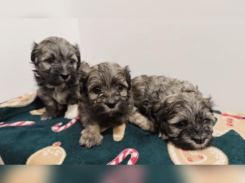 Zum Verkauf stehen wunderschöne, registrierte Bichon Havaneser Welpen!