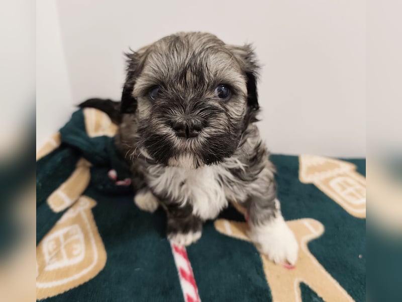Zum Verkauf stehen wunderschöne, registrierte Bichon Havaneser Welpen!