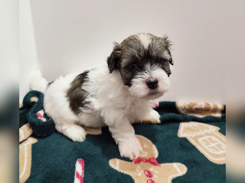 Zum Verkauf stehen wunderschöne, registrierte Bichon Havaneser Welpen!