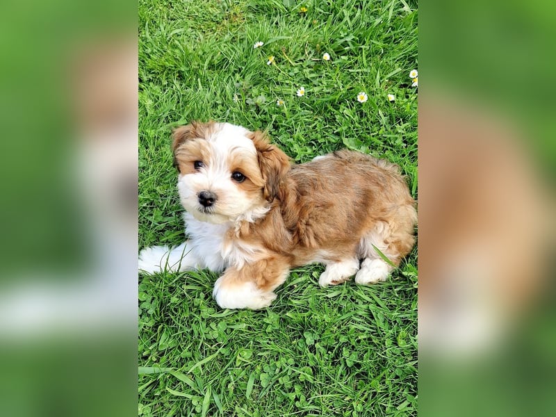 Havaneser Welpe "Marley"