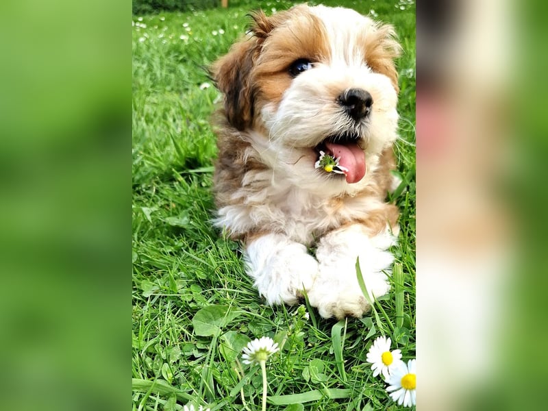 Havaneser Welpe "Marley"