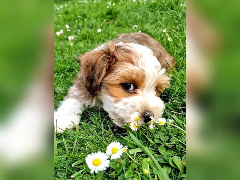 Havaneser Welpe "Marley"