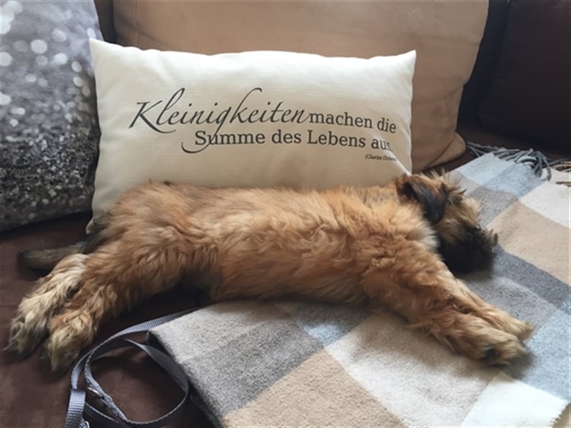 Reinrassiger Havaneser Deckrüde sucht Hündin…