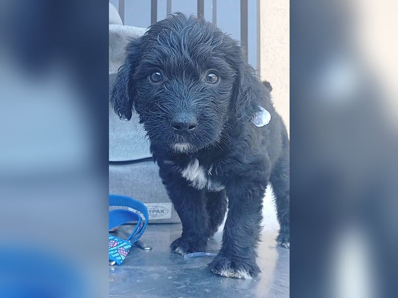süßes TINO-Baby - 2 Monate, später 35cm - Havaneser-Pudel-Schnauzer-Mix