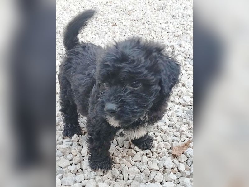❤️ süßes PAULI-Baby - 8 Wochen, sp. 35cm - Havaneser-Pudel