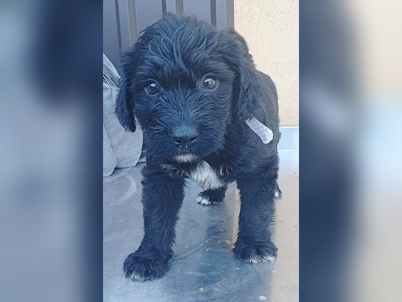 süßes TINO-Baby - 2 Monate, später 35cm - Havaneser-Pudel-Schnauzer-Mix