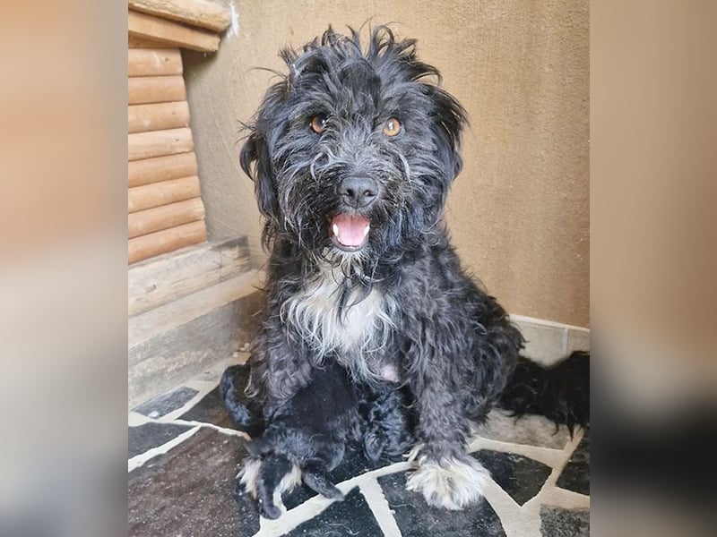 süßes TINO-Baby - 2 Monate, später 35cm - Havaneser-Pudel-Schnauzer-Mix
