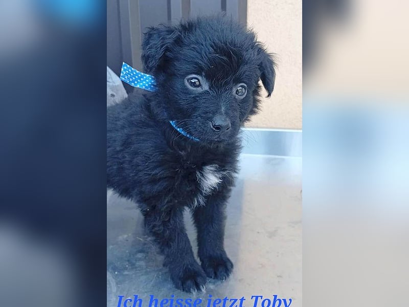 ❤️ süßes TOBY-Baby - 8 Wochen, sp. 35cm - Havaneser-Pudel-Mix
