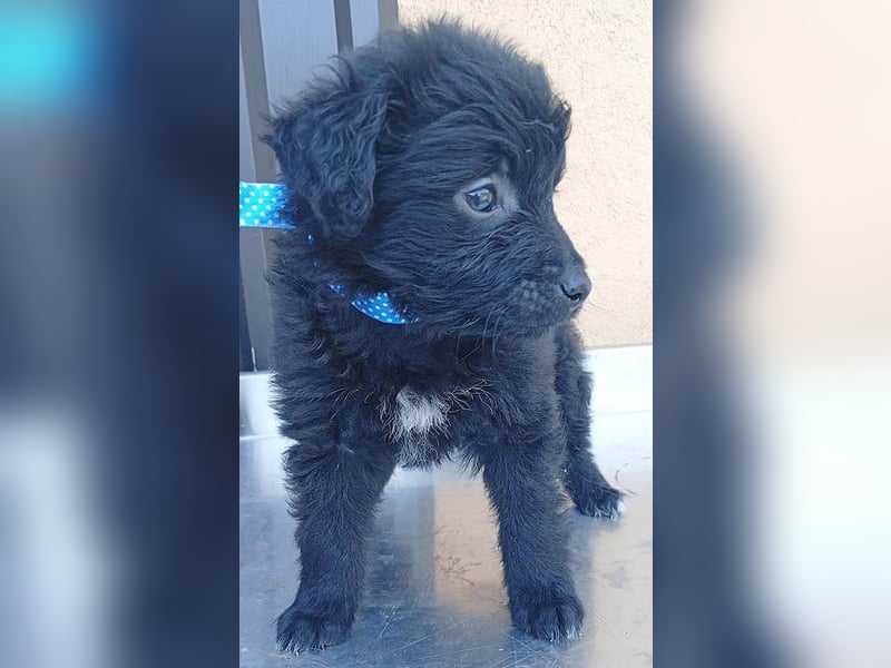❤️ süßes TOBY-Baby - 8 Wochen, sp. 35cm - Havaneser-Pudel-Mix