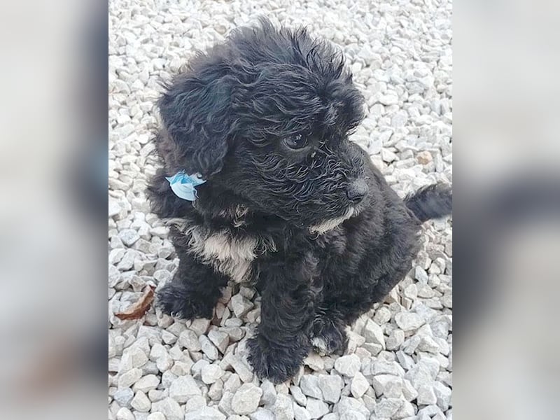 ❤️ süßes PAULI-Baby - 8 Wochen, sp. 35cm - Havaneser-Pudel