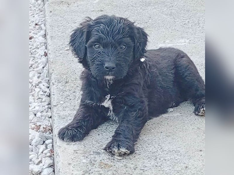 süßes TINO-Baby - 2 Monate, später 35cm - Havaneser-Pudel-Schnauzer-Mix