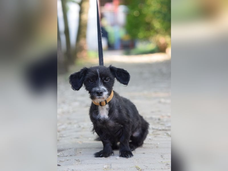 ♥HUGO♥ ab Ende Jun auf PS bei Duisburg - freundlicher und zugänglicher kleiner Jungrüde 29 cm