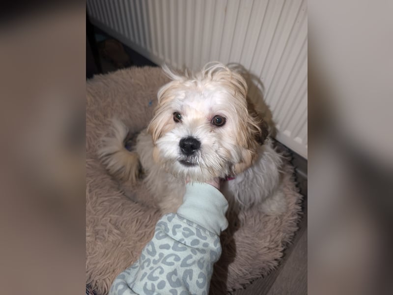 Havaneser Shih Tzu Welpe